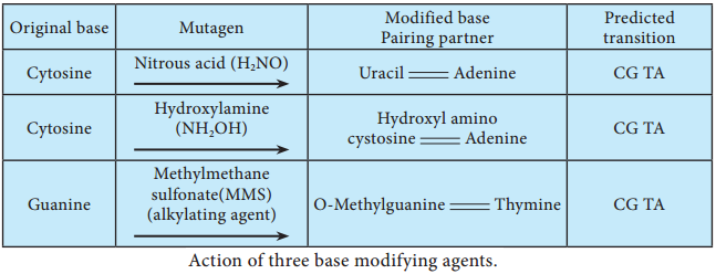 Formation of Mutants img 3