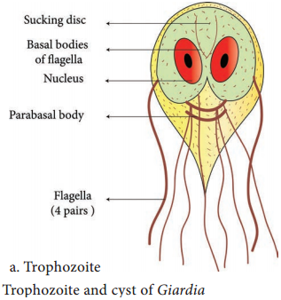 Giardia Lamblia of Medical Parasitology img 1
