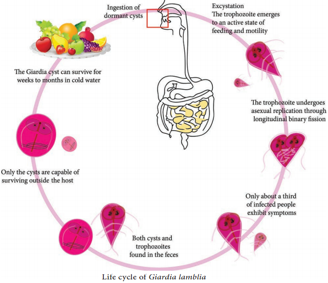 Giardia Lamblia of Medical Parasitology img 3