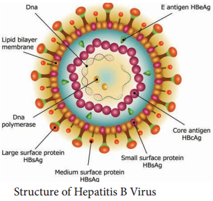 Hepatitis Viruses img 1