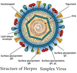 Herpes Viruses img 1