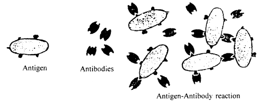 Human Health and Disease 12 Notes Biology 4