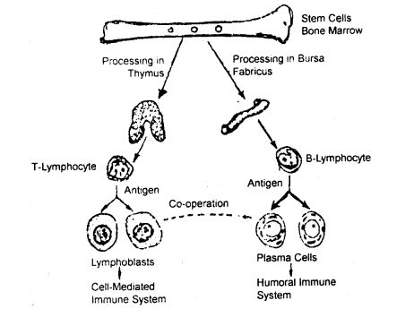 Human Health and Disease 12 Notes Biology 5