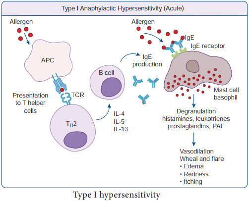 Hypersensitivity Types and its Classification img 1