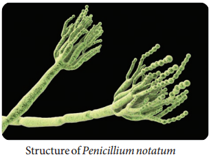 Industrial Production of Penicillin img 1