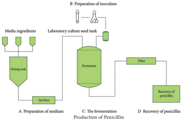 Industrial Production of Penicillin img 2