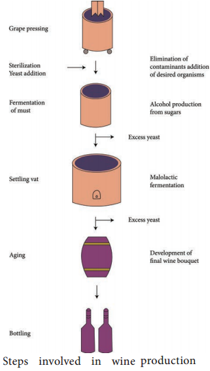 Industrial Production of Wine img 2