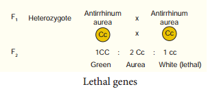 Interaction Of Genes - Intragenic And Intergenic Incomplete Dominance, Lethal Genes, Epistasis img 2
