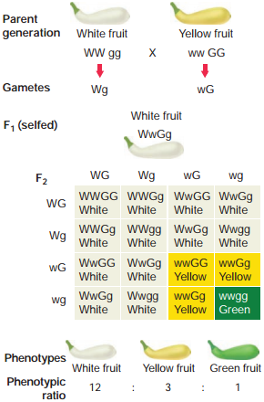 Interaction Of Genes - Intragenic And Intergenic Incomplete Dominance, Lethal Genes, Epistasis img 3