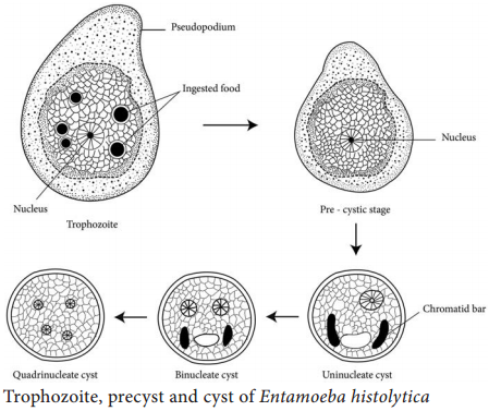 Life Cycle of Entamoeba Histolytica img 1