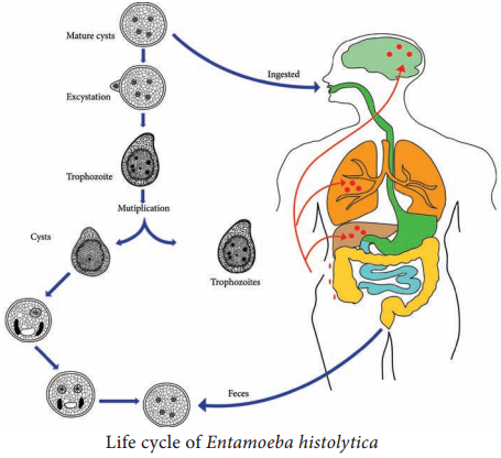 Life Cycle of Entamoeba Histolytica img 2