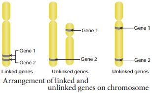 Linkage - Eye Colour In Drosophila And Seed Colour In Maize img 1