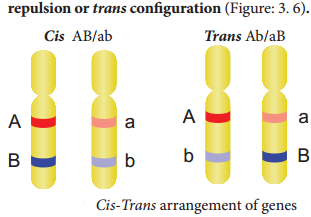 Linkage - Eye Colour In Drosophila And Seed Colour In Maize img 2