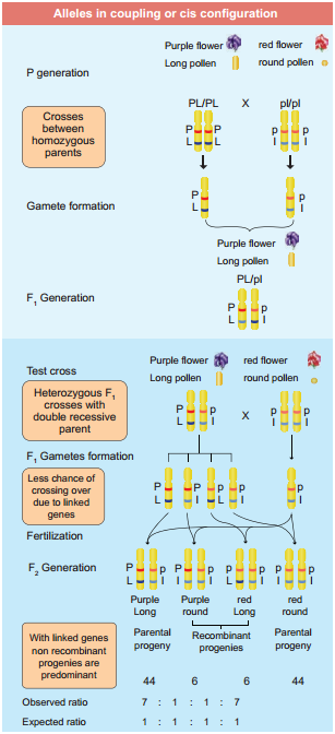 Linkage - Eye Colour In Drosophila And Seed Colour In Maize img 3