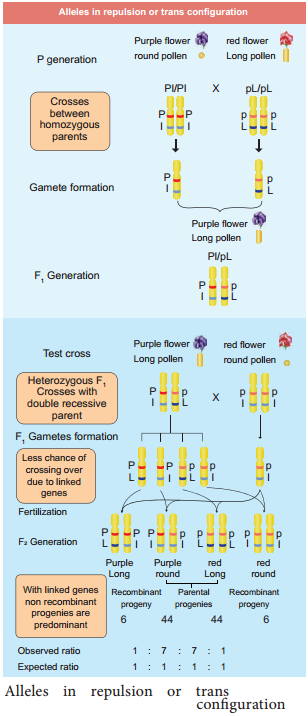 Linkage - Eye Colour In Drosophila And Seed Colour In Maize img 4