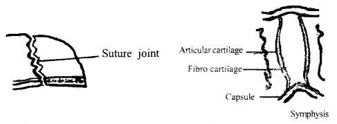 Locomotion and Movement Class 11 Important Extra Questions Biology 1