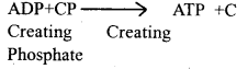 Locomotion and Movement Class 11 Important Extra Questions Biology 4