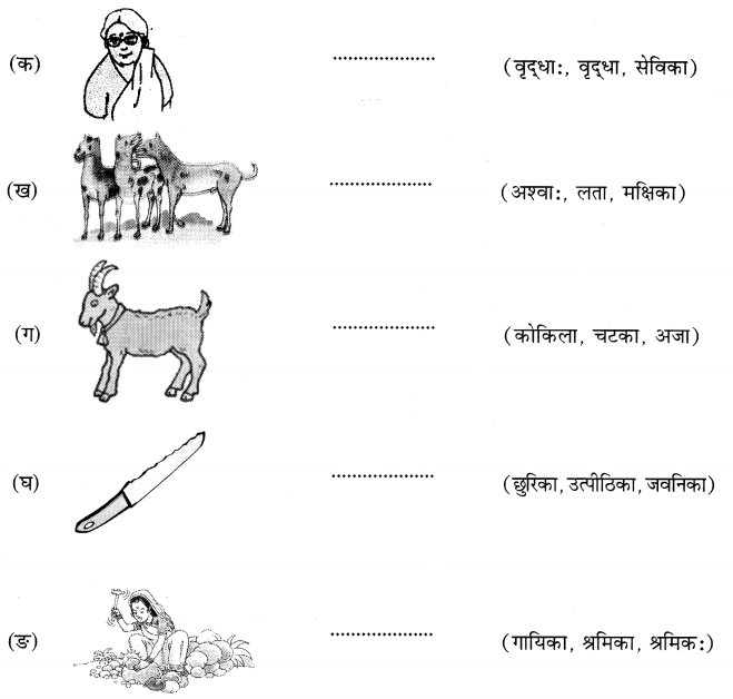 MCQ Questions for Class 6 Sanskrit Chapter 2 शब्द परिचयः 2 with Answers 7