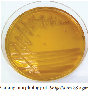 Medical Shigella dysenteriae img 2