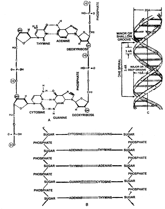 Molecular Basis of Inheritance Class 12 Notes Biology 1