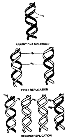 Molecular Basis of Inheritance Class 12 Notes Biology 2