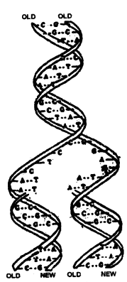 Molecular Basis of Inheritance Class 12 Notes Biology 3