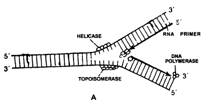 Molecular Basis of Inheritance Class 12 Notes Biology 4