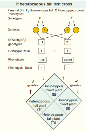 Monohybrid, Dihybrid, Cross, Backcross And Testcross img 2