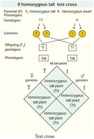 Monohybrid, Dihybrid, Cross, Backcross And Testcross img 2a