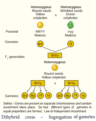 Monohybrid, Dihybrid, Cross, Backcross And Testcross img 3