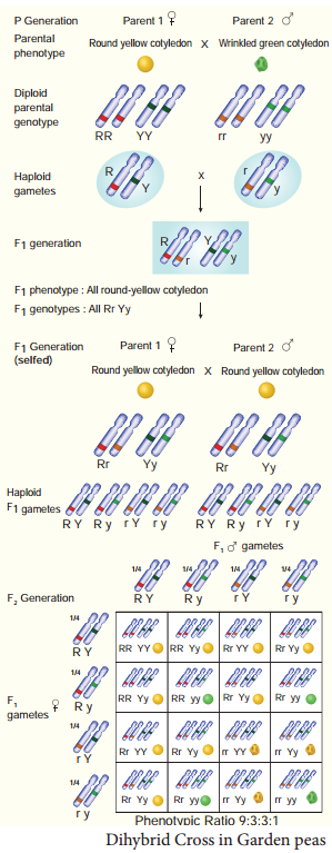 Monohybrid, Dihybrid, Cross, Backcross And Testcross img 4