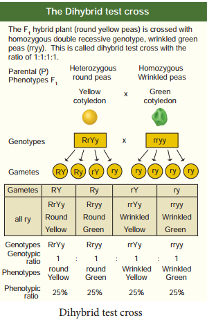 Monohybrid, Dihybrid, Cross, Backcross And Testcross img 5