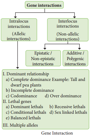 Monohybrid, Dihybrid, Cross, Backcross And Testcross img 6