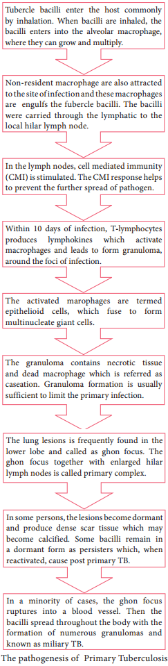 Mycobacterium Tuberculosis (Tubercle Bacillus) img 2