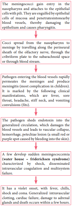 Neisseria meningitidis (Meningococcus) img 3