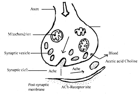 Neural Control and Coordination Class 11 Important Extra Questions Biology 3