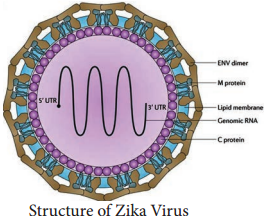 Overview of Arbo Virus and its Various Types img 2