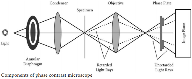 Phase Contrast Microscope img 1