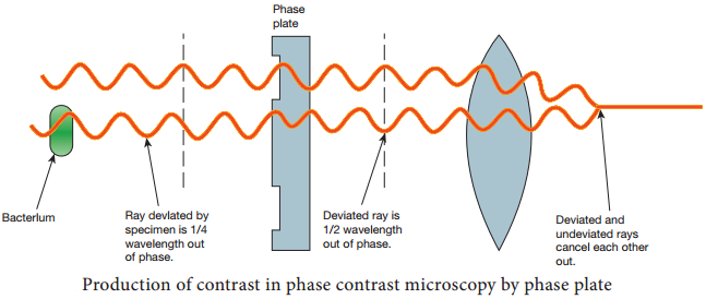 Phase Contrast Microscope img 2