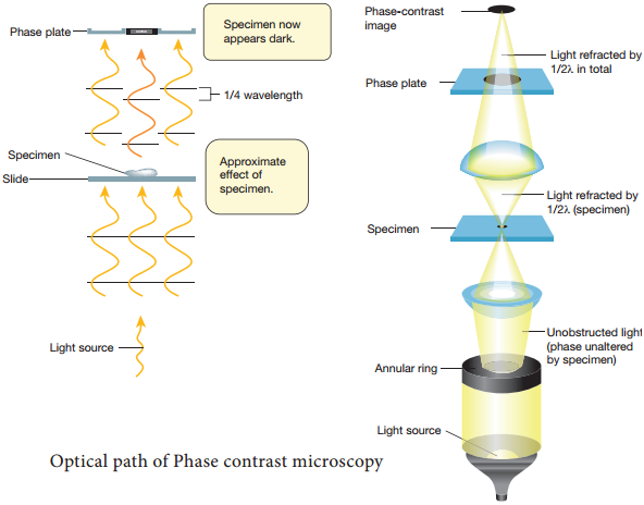 Phase Contrast Microscope img 3