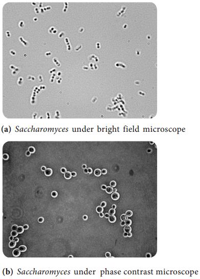 Phase Contrast Microscope img 4