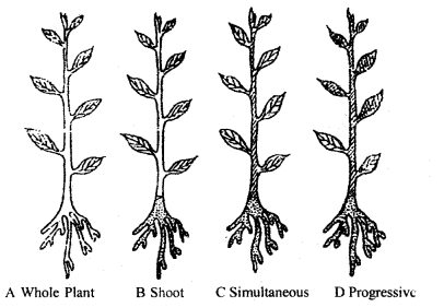 Plant Growth and Development Class 11 Important Extra Questions Biology 4