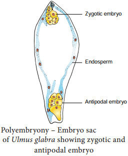 Polyembryony Types and its Occurence img 1