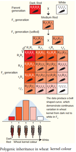 Polygenic Inheritance In Wheat Kernel Colour, Pleiotropy - Pisum Sativum img 1
