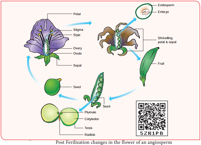 Post Fertilization Structure and Events img 1