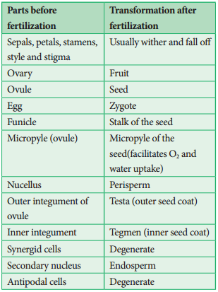 Post Fertilization Structure and Events img 2