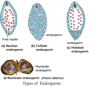 Post Fertilization Structure and Events img 3