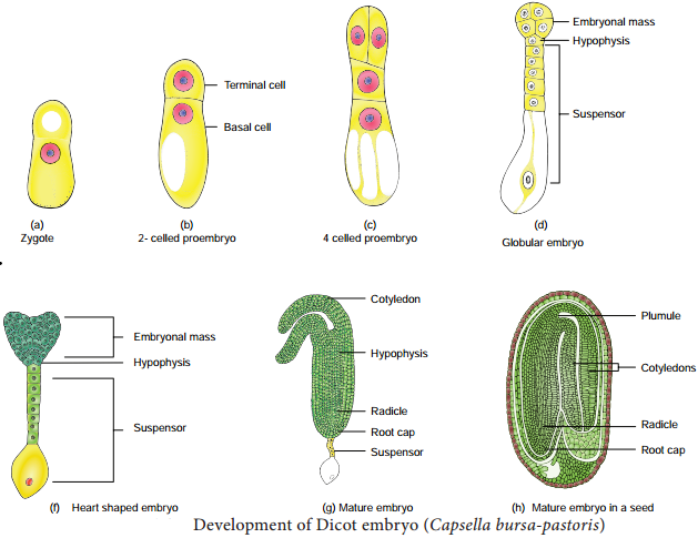 Post Fertilization Structure and Events img 4