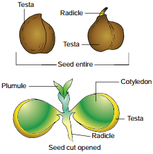 Post Fertilization Structure and Events img 5