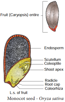 Post Fertilization Structure and Events img 6